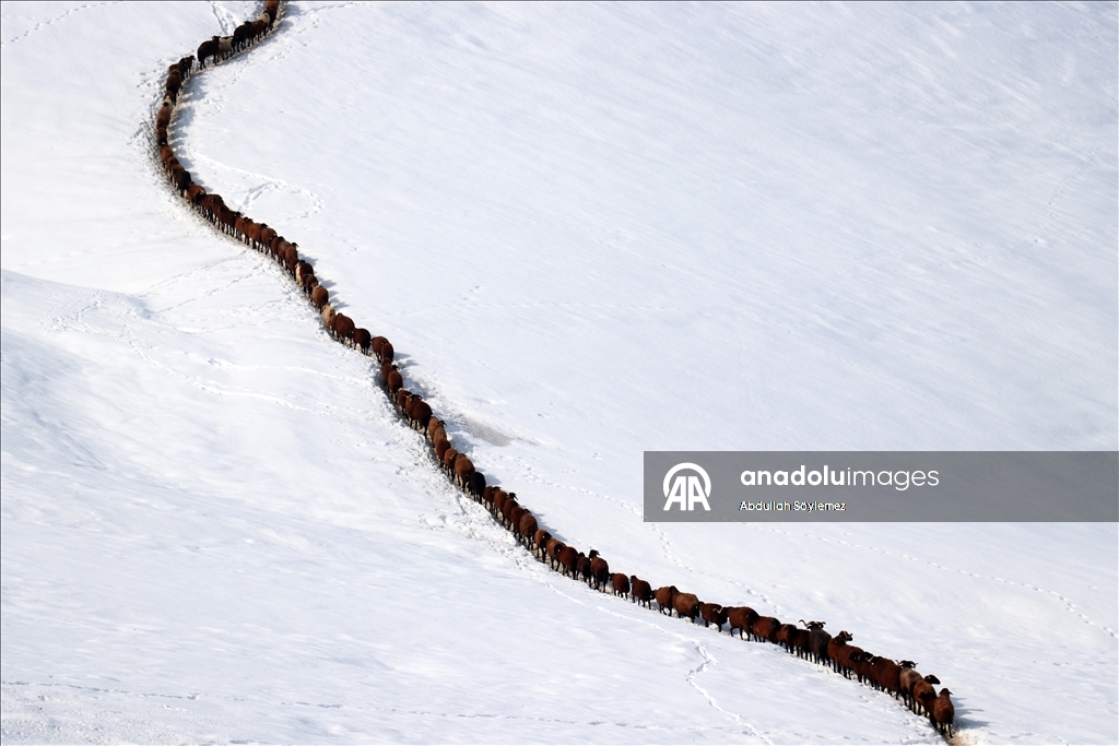Ağrı'da küçükbaş hayvanların karlı dağlarda "tek sıra" beslenme yolculuğu