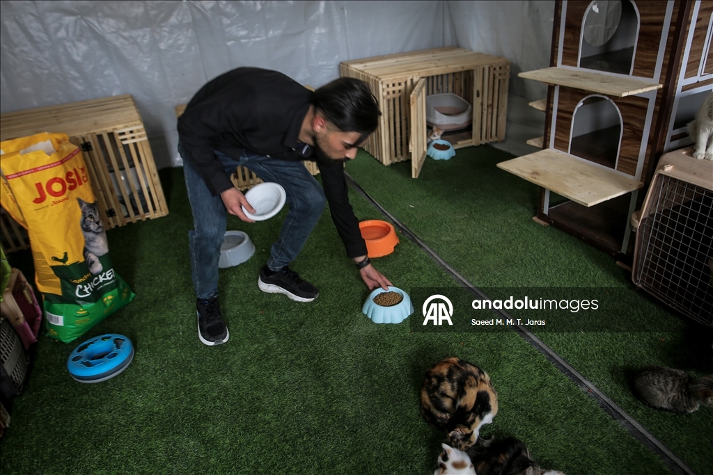 Gazze'nin kuzeyinde sahipsiz kediler için barınak kuruldu