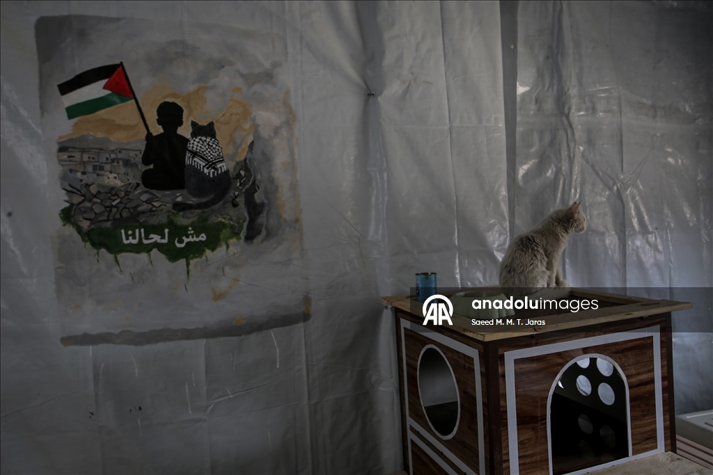 Gazze'nin kuzeyinde sahipsiz kediler için barınak kuruldu