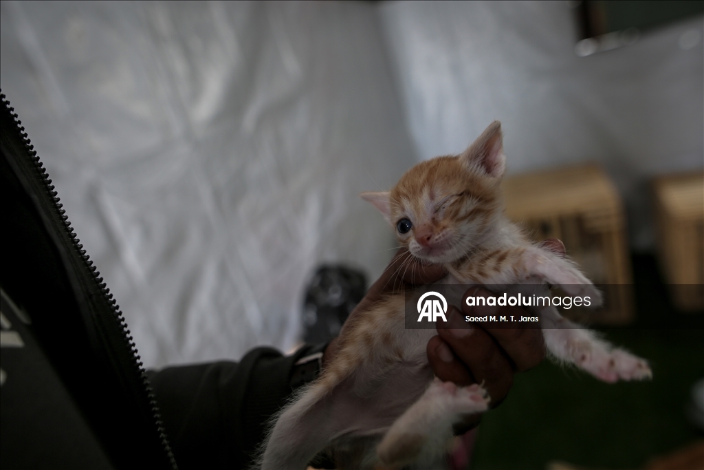 Gazze'nin kuzeyinde sahipsiz kediler için barınak kuruldu