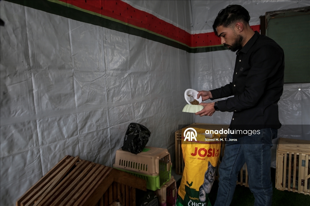 Gazze'nin kuzeyinde sahipsiz kediler için barınak kuruldu