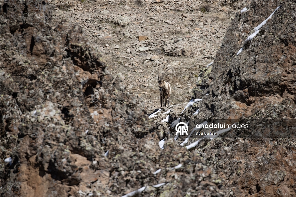Долина Мунзур, покрытая горами и лесами, служит приютом для множества диких животных