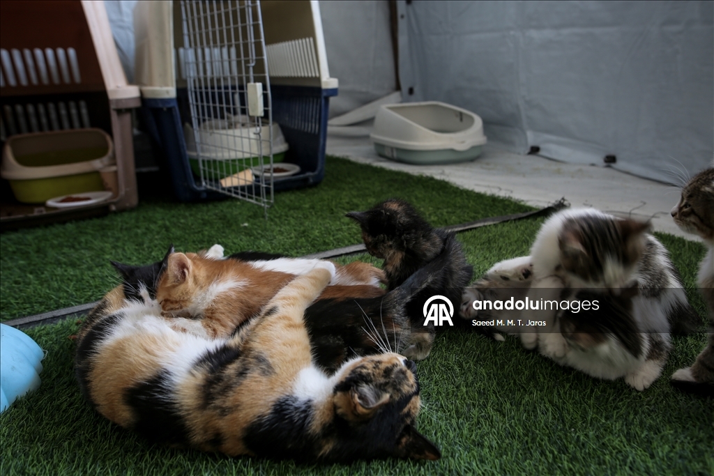 Gazze'nin kuzeyinde sahipsiz kediler için barınak kuruldu