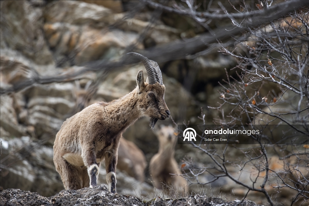 Долина Мунзур, покрытая горами и лесами, служит приютом для множества диких животных