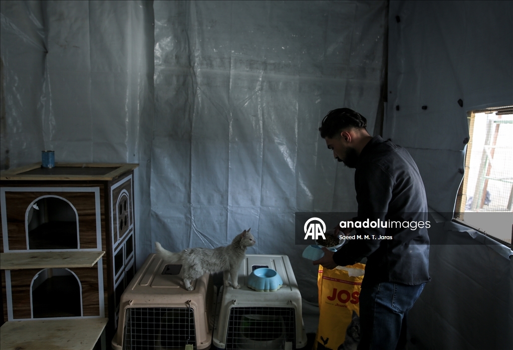 Gazze'nin kuzeyinde sahipsiz kediler için barınak kuruldu
