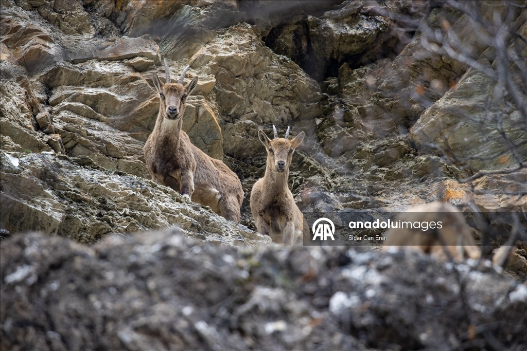 Долина Мунзур, покрытая горами и лесами, служит приютом для множества диких животных
