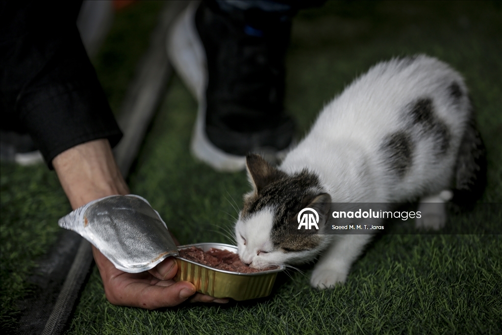 Gazze'nin kuzeyinde sahipsiz kediler için barınak kuruldu