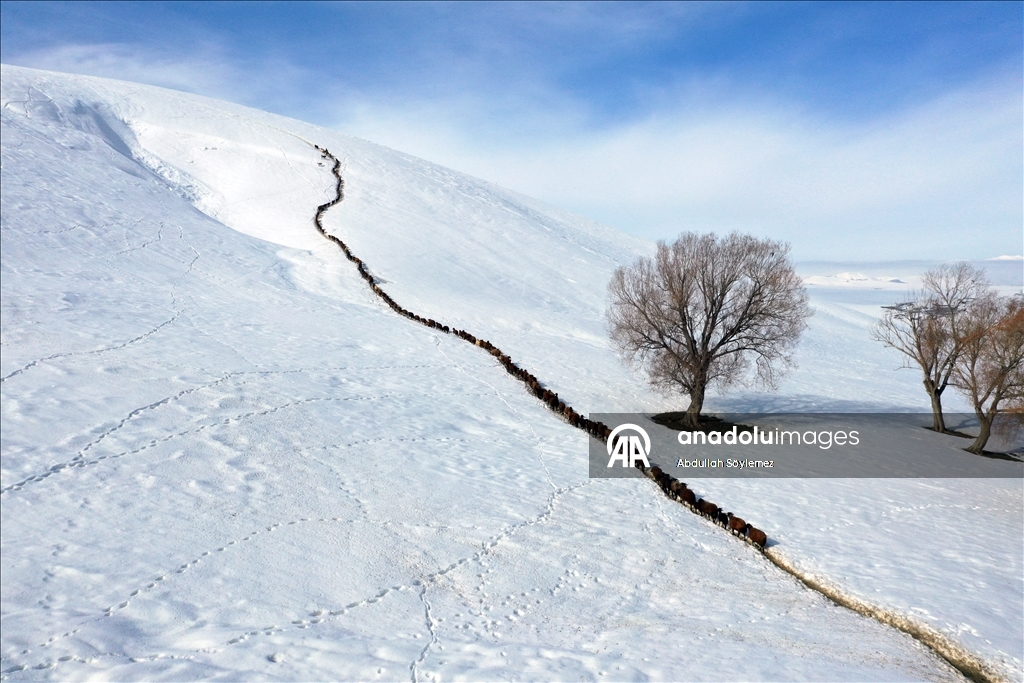 Ağrı'da küçükbaş hayvanların karlı dağlarda "tek sıra" beslenme yolculuğu