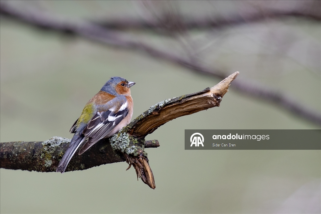 Долина Мунзур, покрытая горами и лесами, служит приютом для множества диких животных