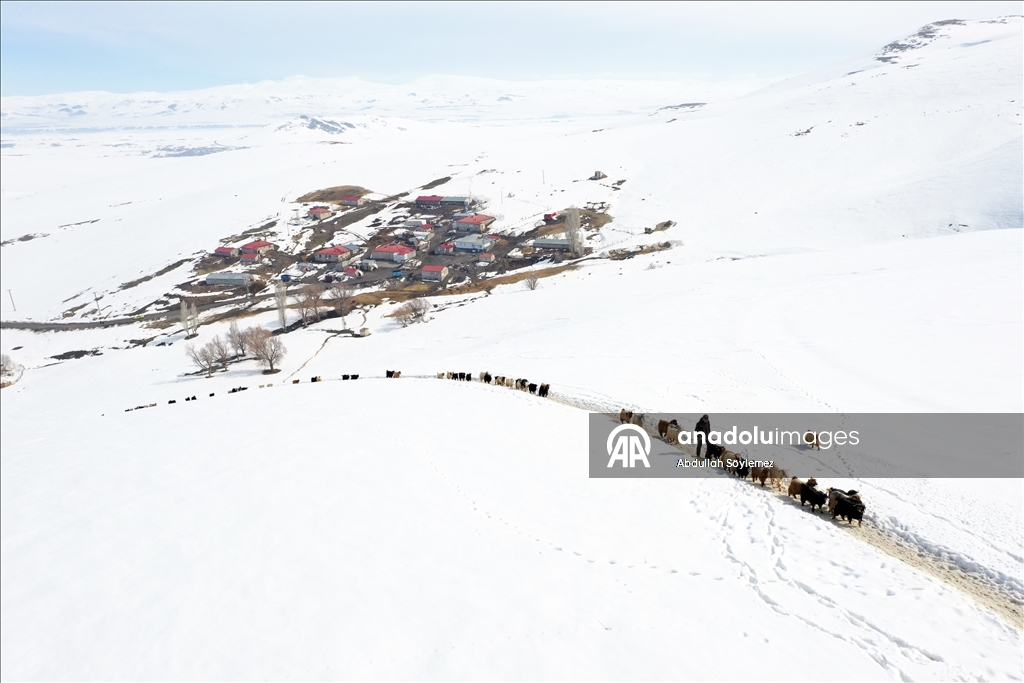 Ağrı'da küçükbaş hayvanların karlı dağlarda "tek sıra" beslenme yolculuğu