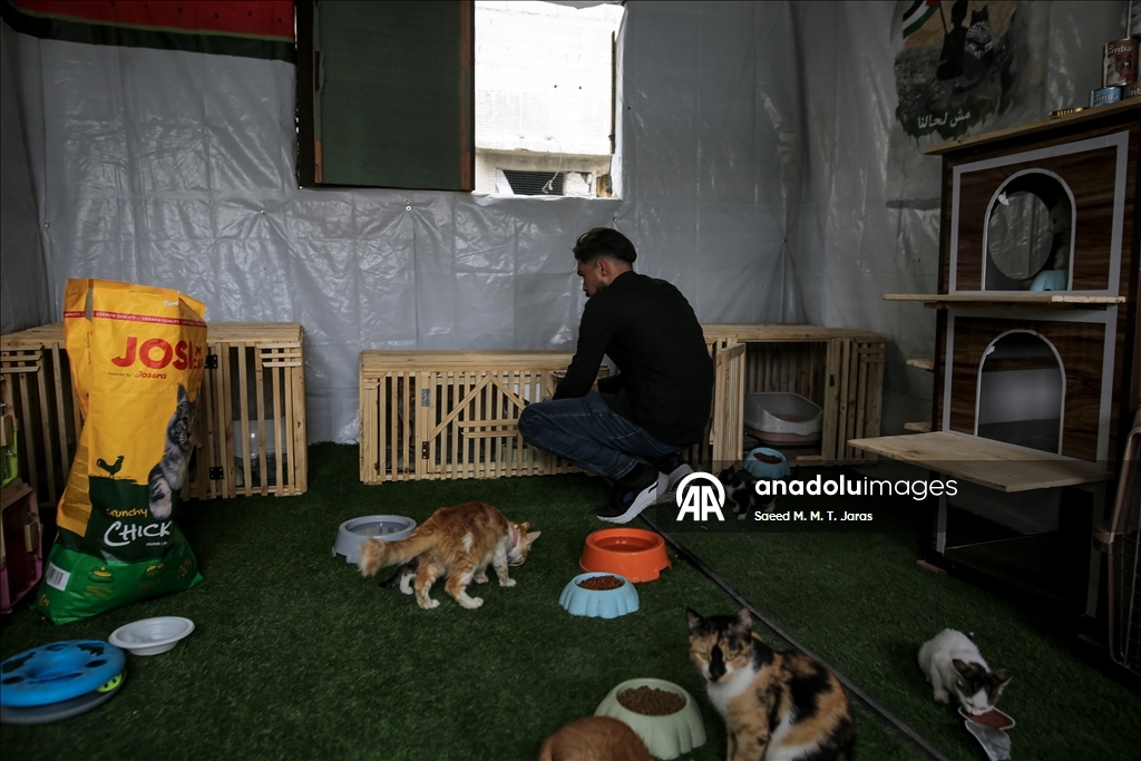 Gazze'nin kuzeyinde sahipsiz kediler için barınak kuruldu