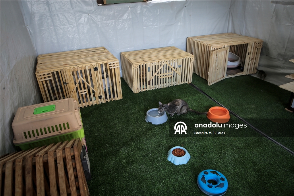 Gazze'nin kuzeyinde sahipsiz kediler için barınak kuruldu