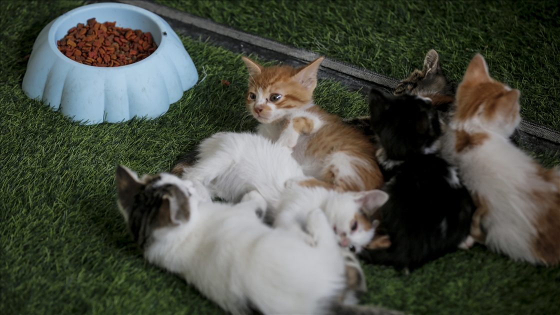 Gazze'nin kuzeyinde sahipsiz kediler için barınak kuruldu