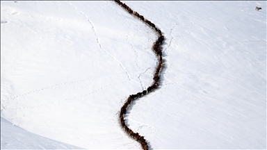 Ağrı'da küçükbaş hayvanların karlı dağlarda "tek sıra" beslenme yolculuğu