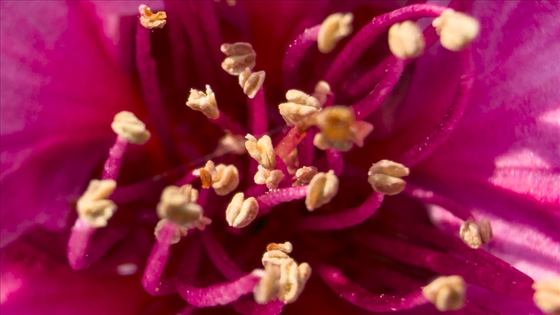 İzmir'de pembe çiçek açan şeftali ağaçları bahçelere renk kattı