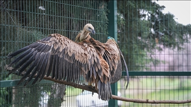 Yaralı bulunan kızıl akbaba Bursa'da yeniden uçmaya hazırlanıyor