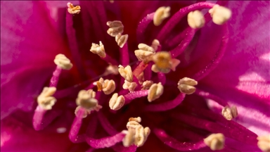 İzmir'de pembe çiçek açan şeftali ağaçları bahçelere renk kattı