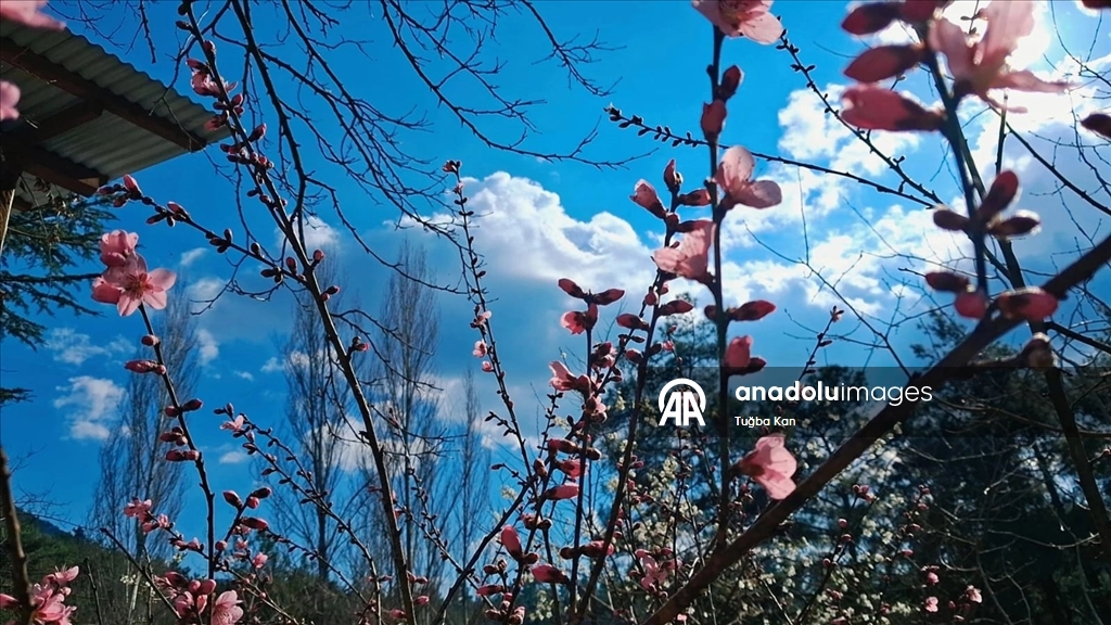Распустившиеся с приходом весны цветы добавили красок природе в провинции Адана
