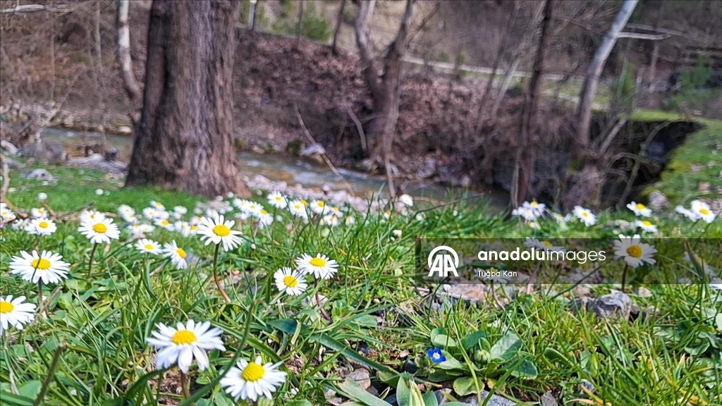 Распустившиеся с приходом весны цветы добавили красок природе в провинции Адана