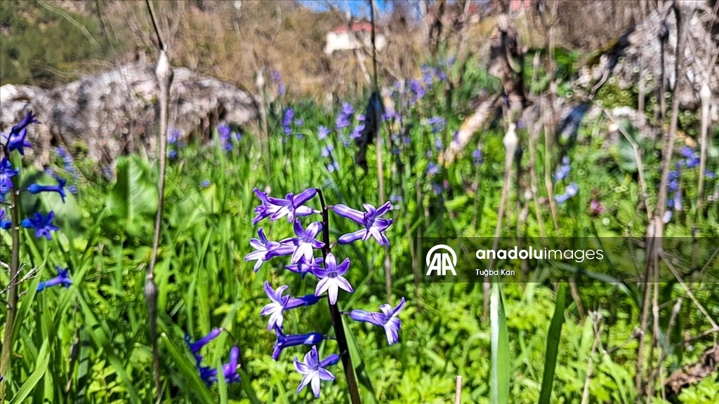 Распустившиеся с приходом весны цветы добавили красок природе в провинции Адана