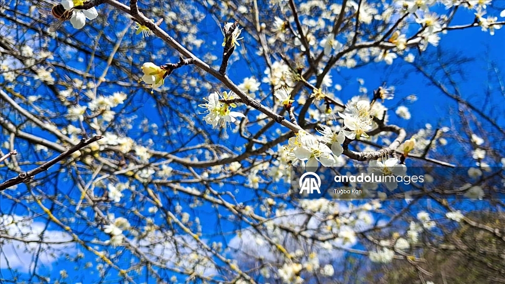 Распустившиеся с приходом весны цветы добавили красок природе в провинции Адана