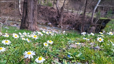 Распустившиеся с приходом весны цветы добавили красок природе в провинции Адана