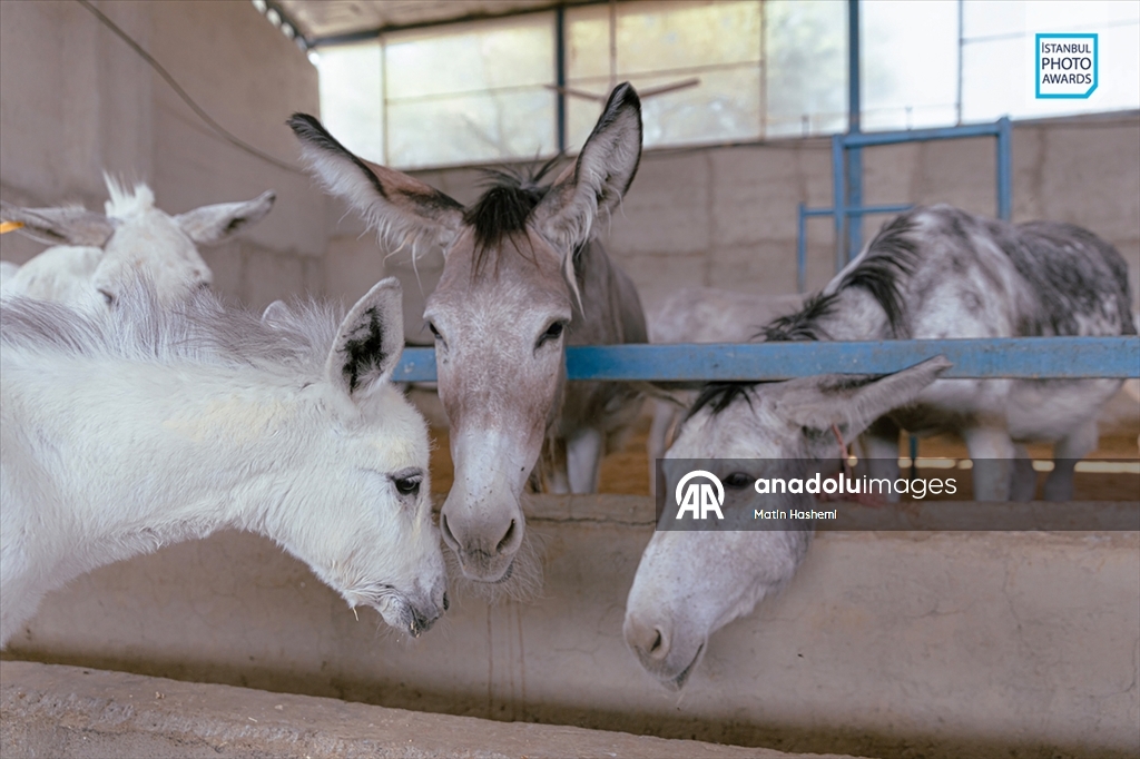 İstanbul Photo Awards'ın 2026 kazananları açıklandı