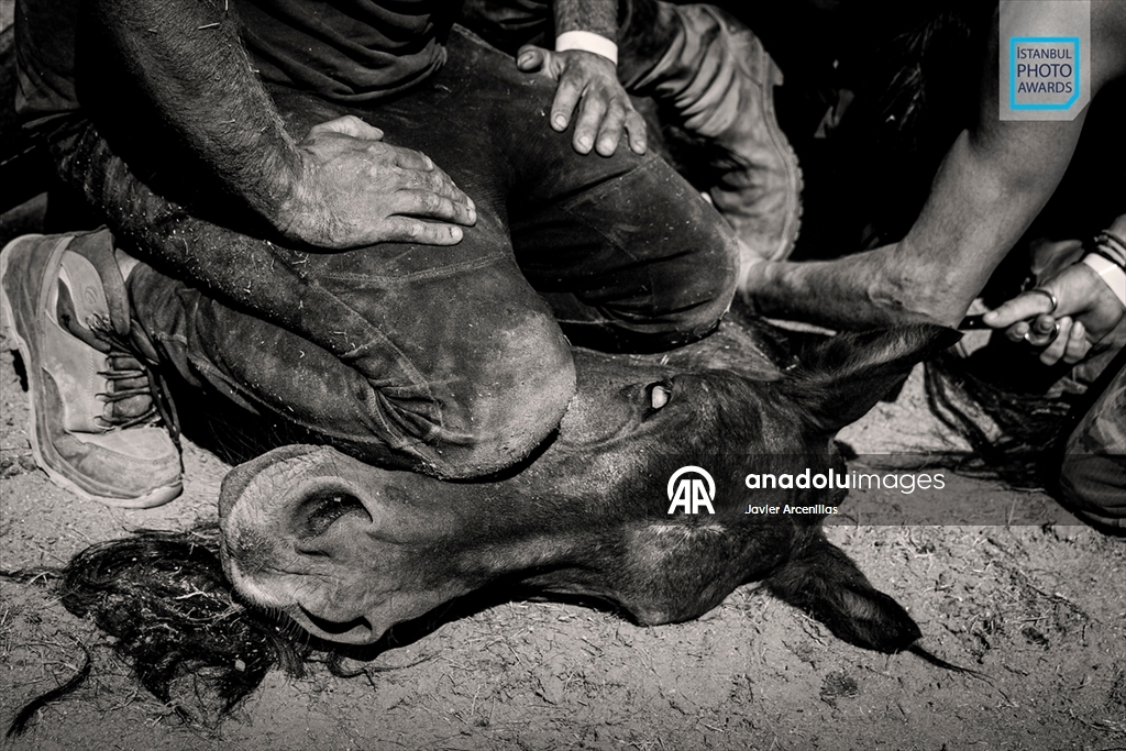 İstanbul Photo Awards'ın 2026 kazananları açıklandı