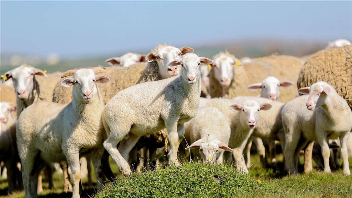 TİGEM'in Karacabey tesislerinde kuzu doğumları yüzde 40'ın üzerinde ikizlik oranıyla sürüyor