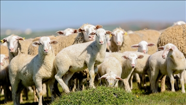 TİGEM'in Karacabey tesislerinde kuzu doğumları yüzde 40'ın üzerinde ikizlik oranıyla sürüyor