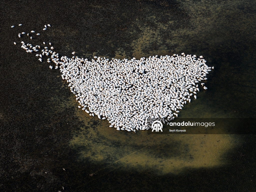 Ak pelikanlar Çavuşçu Gölü’nde mola verdi