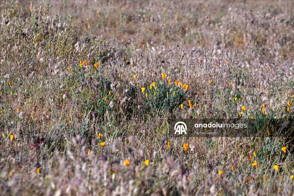 Sıcak hava dalgası Antelope Valley’de gelincik sezonunu erken bitiriyor