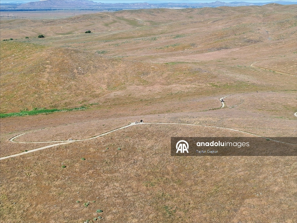 Sıcak hava dalgası Antelope Valley’de gelincik sezonunu erken bitiriyor