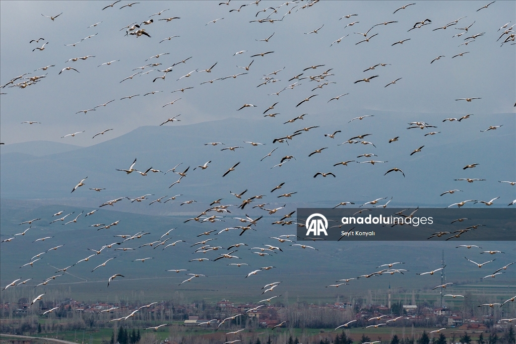 Ak pelikanlar Çavuşçu Gölü’nde mola verdi