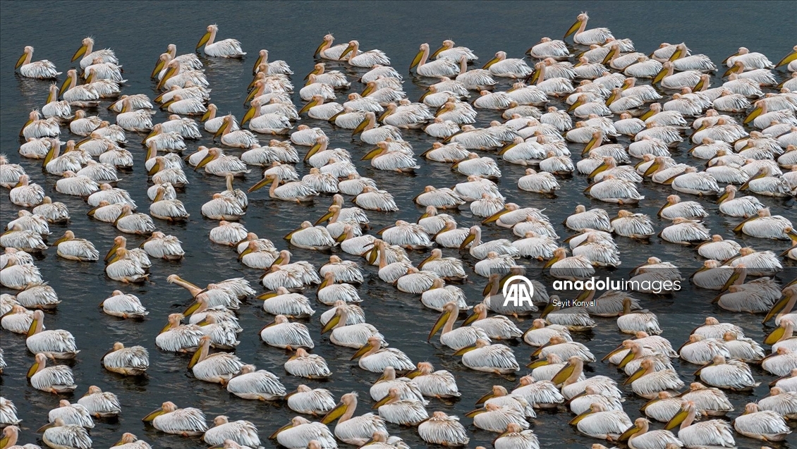 Ak pelikanlar Çavuşçu Gölü’nde mola verdi