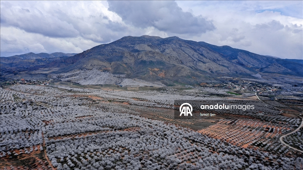 Elazığ'da çiçeklenen kayısı bahçelerinde üreticilerin ilaçlama mesaisi başladı