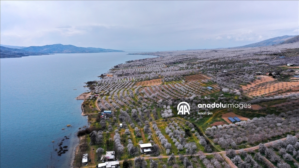 Elazığ'da çiçeklenen kayısı bahçelerinde üreticilerin ilaçlama mesaisi başladı