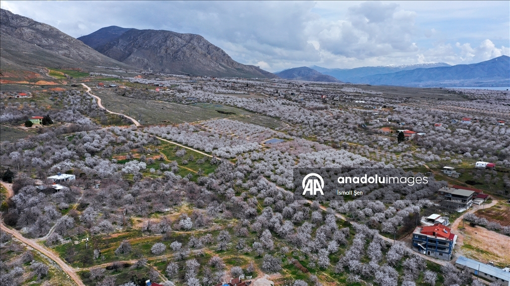 Elazığ'da çiçeklenen kayısı bahçelerinde üreticilerin ilaçlama mesaisi başladı