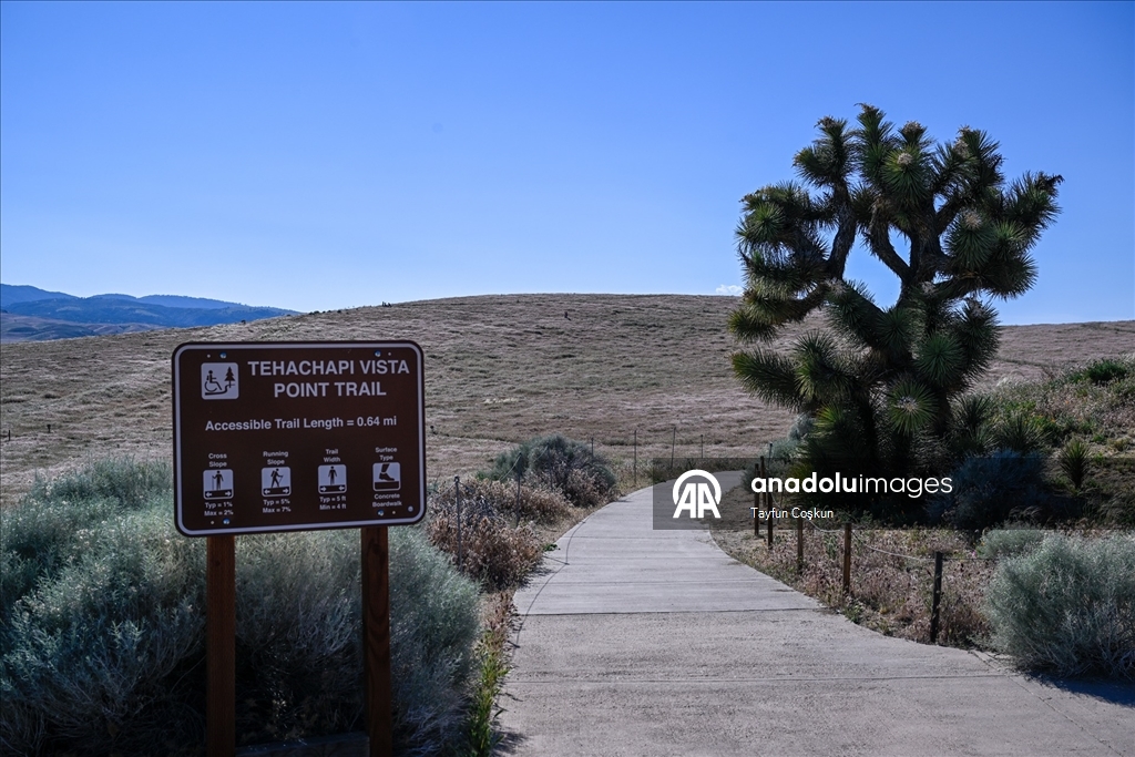 Sıcak hava dalgası Antelope Valley’de gelincik sezonunu erken bitiriyor