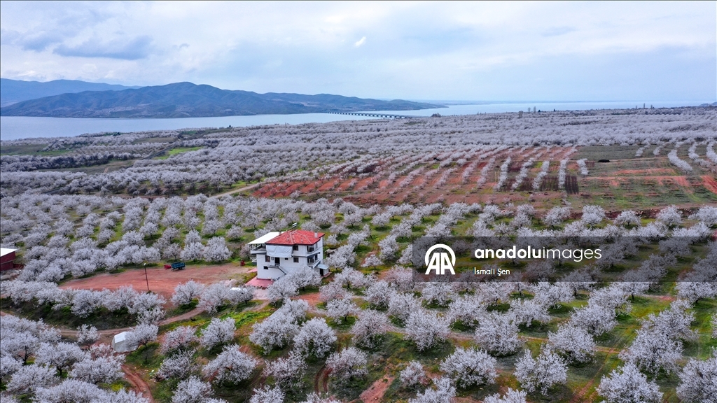 Elazığ'da çiçeklenen kayısı bahçelerinde üreticilerin ilaçlama mesaisi başladı