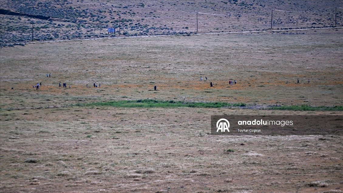 Sıcak hava dalgası Antelope Valley’de gelincik sezonunu erken bitiriyor