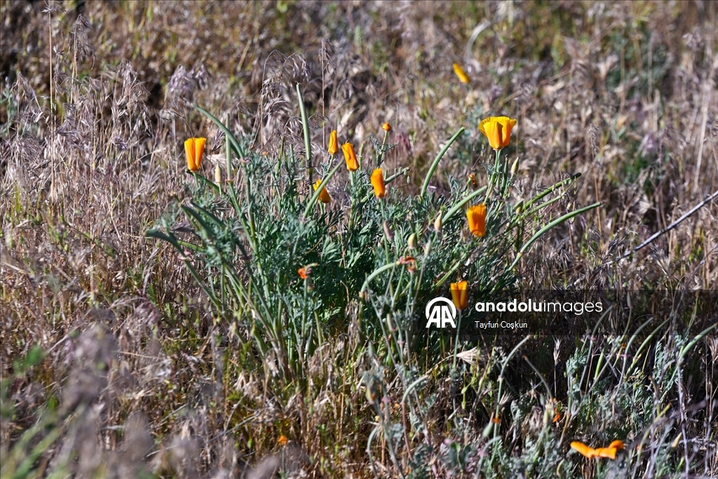 Sıcak hava dalgası Antelope Valley’de gelincik sezonunu erken bitiriyor