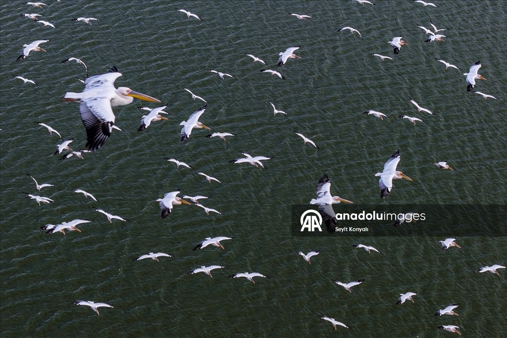Ak pelikanlar Çavuşçu Gölü’nde mola verdi