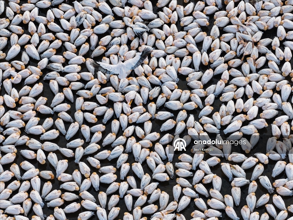 Ak pelikanlar Çavuşçu Gölü’nde mola verdi