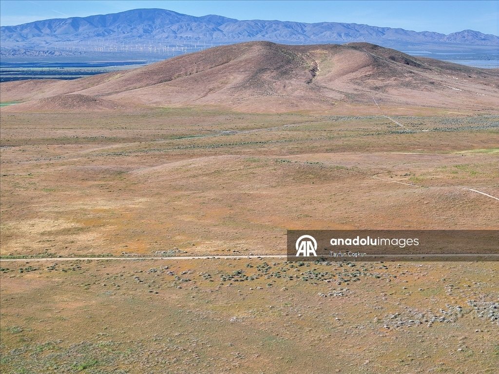 Sıcak hava dalgası Antelope Valley’de gelincik sezonunu erken bitiriyor