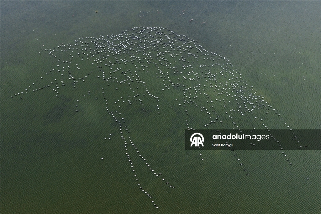 Ak pelikanlar Çavuşçu Gölü’nde mola verdi