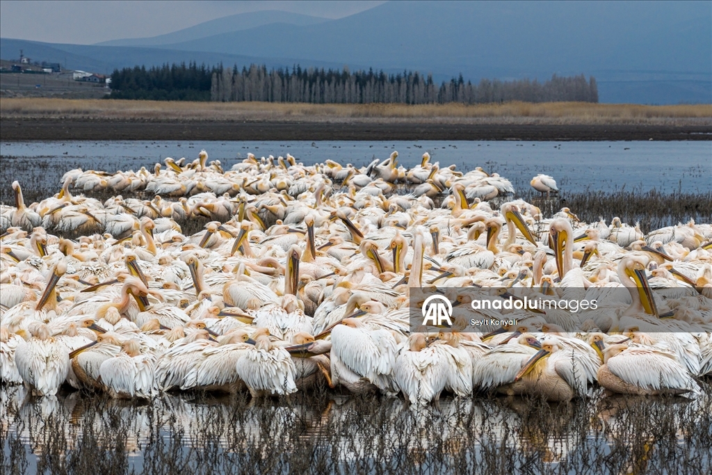 Ak pelikanlar Çavuşçu Gölü’nde mola verdi
