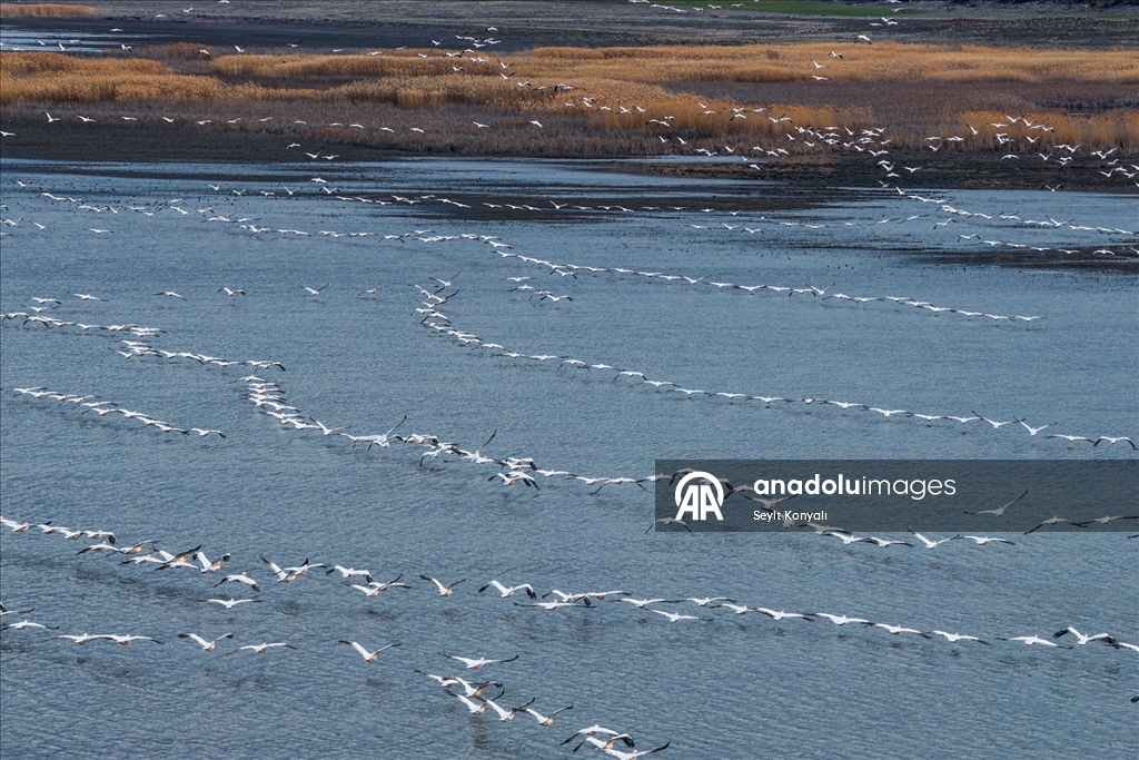 Ak pelikanlar Çavuşçu Gölü’nde mola verdi