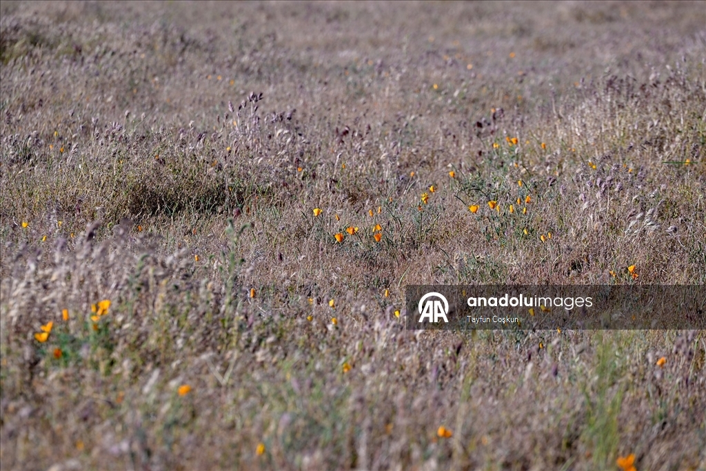 Sıcak hava dalgası Antelope Valley’de gelincik sezonunu erken bitiriyor