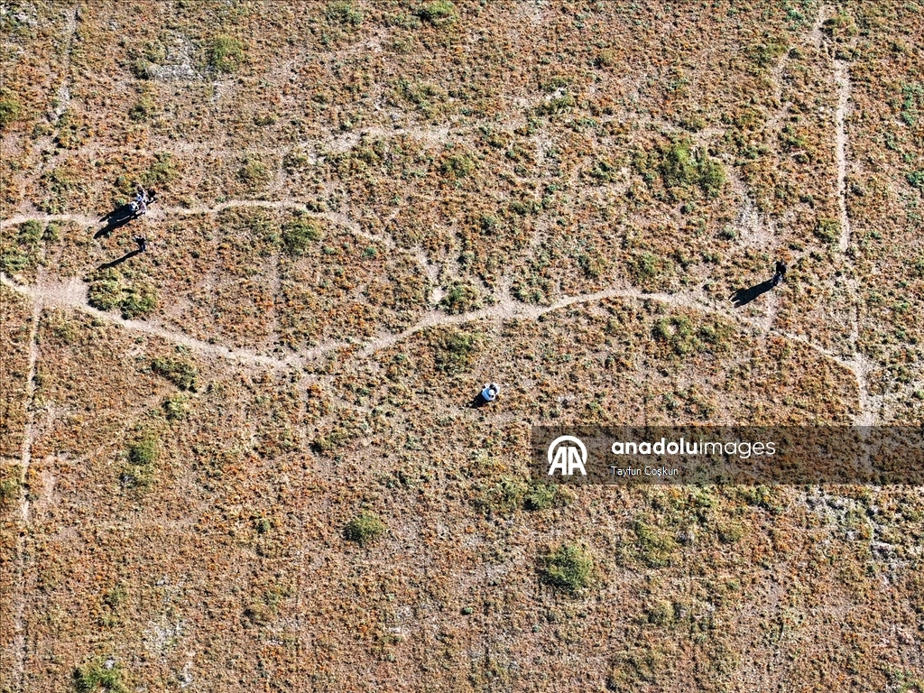 Sıcak hava dalgası Antelope Valley’de gelincik sezonunu erken bitiriyor
